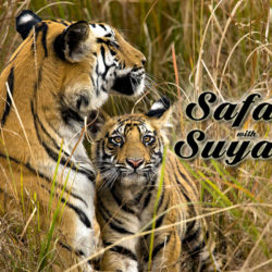 Safari with Suyash, Tigar Safari in India